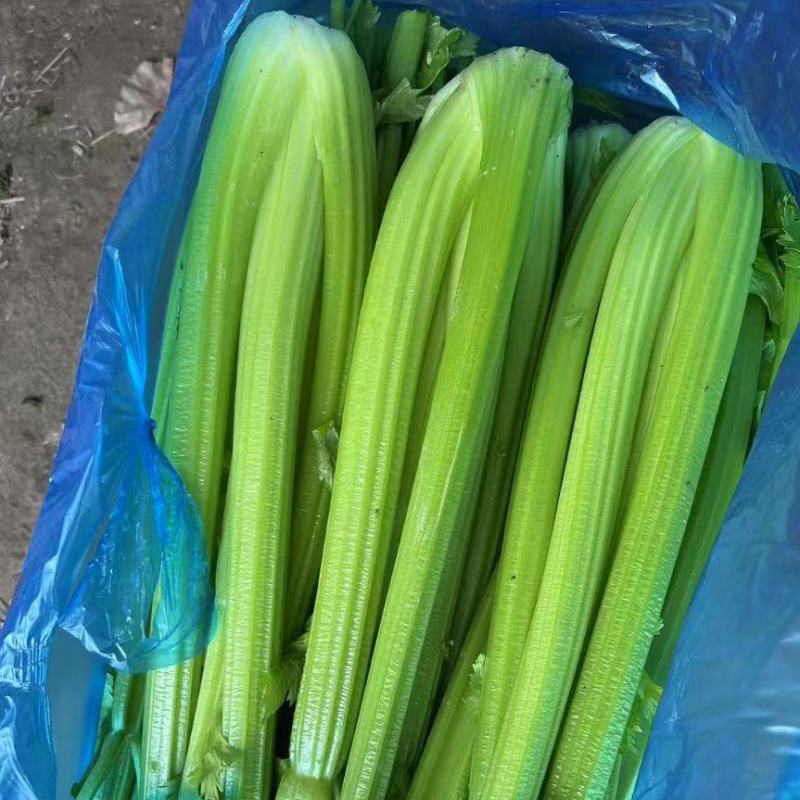 西芹精品芹菜产地直发保质保量对接全国量大优惠