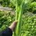 西芹精品芹菜产地直发保质保量对接全国量大优惠