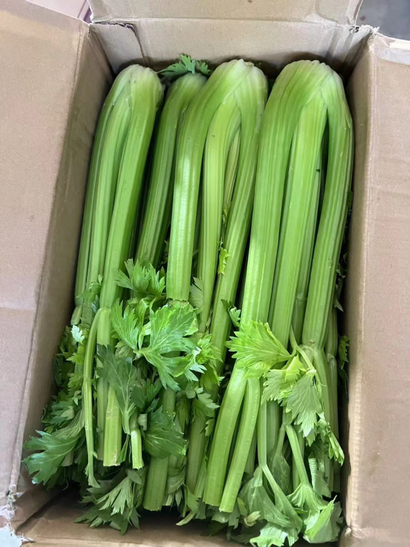 西芹精品芹菜产地直发保质保量对接全国量大优惠