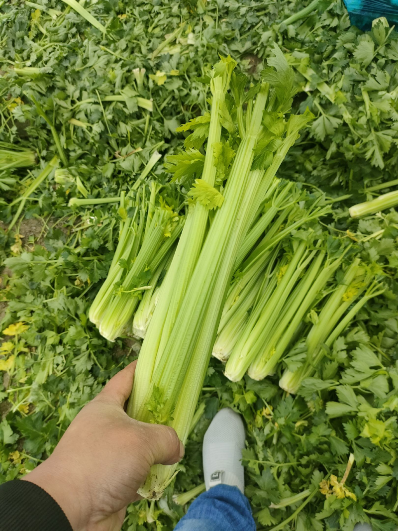 西芹精品芹菜产地直发保质保量对接全国量大优惠
