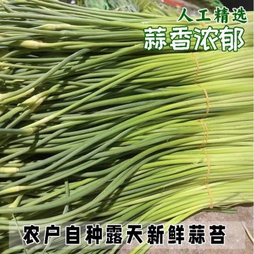 白帽蒜苔红帽蒜苔产地看货论价保质保量欢迎订购