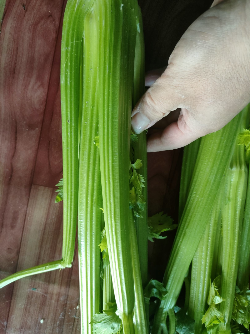 西芹精品芹菜产地直发保质保量对接全国量大优惠