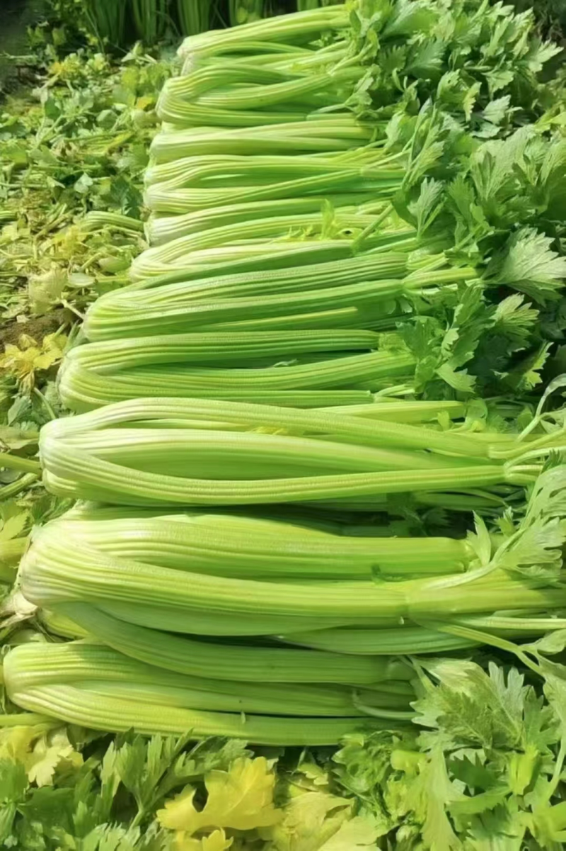 西芹精品芹菜产地直发保质保量对接全国量大优惠