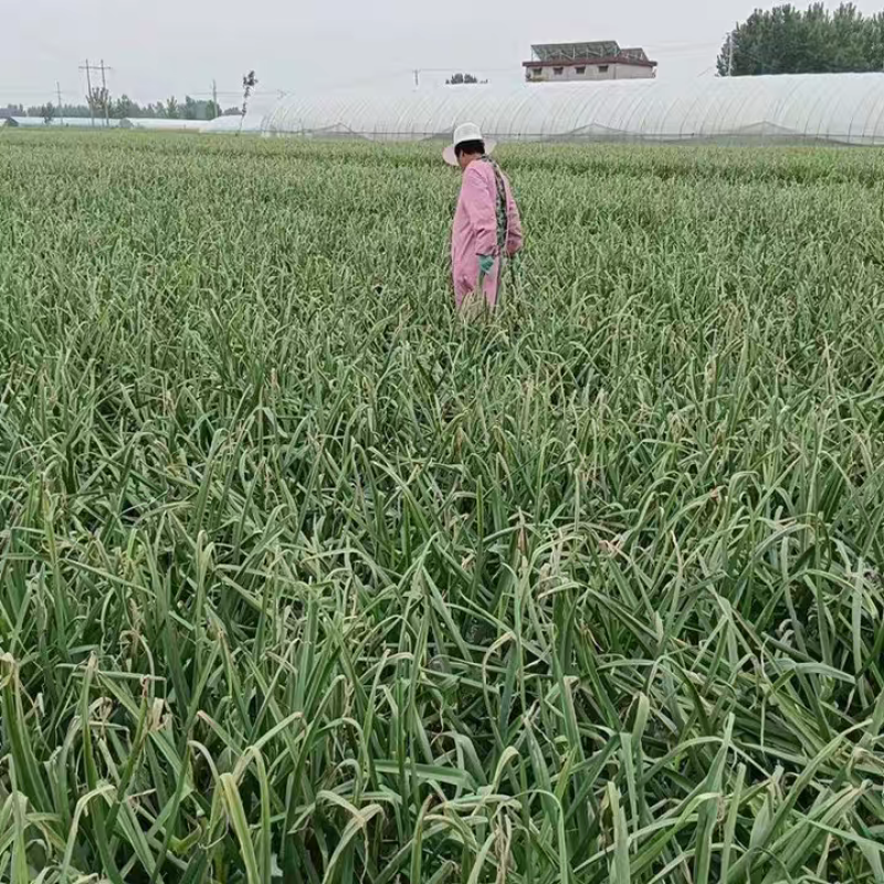 白帽蒜苔红帽蒜苔产地看货论价保质保量欢迎订购