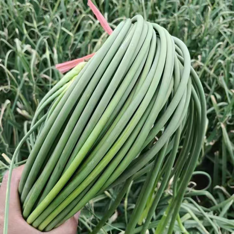 白帽蒜苔红帽蒜苔产地看货论价保质保量欢迎订购