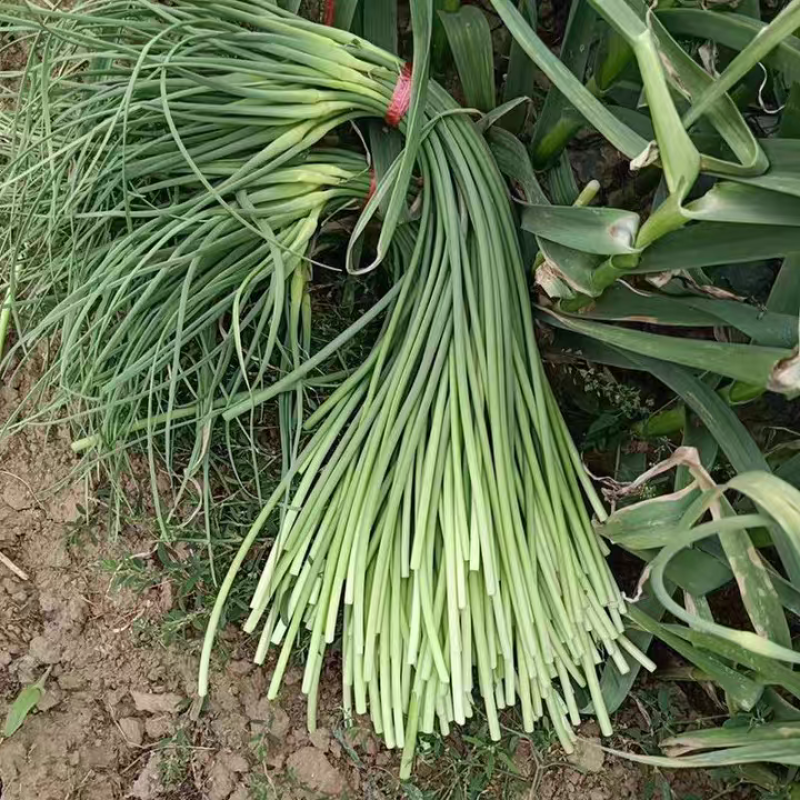 白帽蒜苔红帽蒜苔产地看货论价保质保量欢迎订购