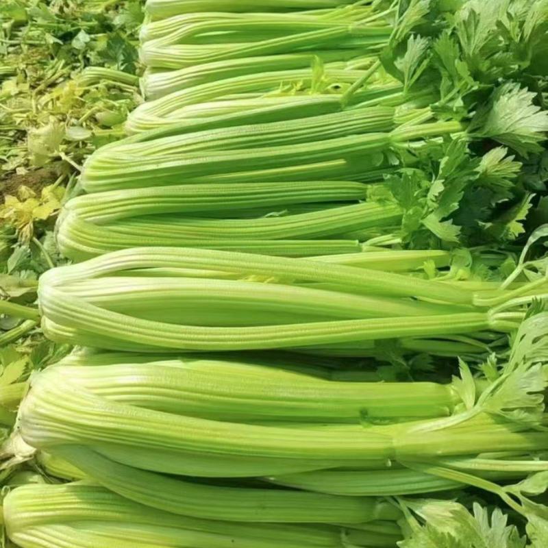 【推荐】西芹精品芹菜产地直供货源充足视频看货选货