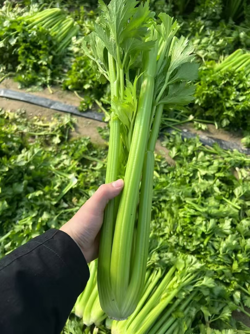 【推荐】西芹精品芹菜产地直供货源充足视频看货选货