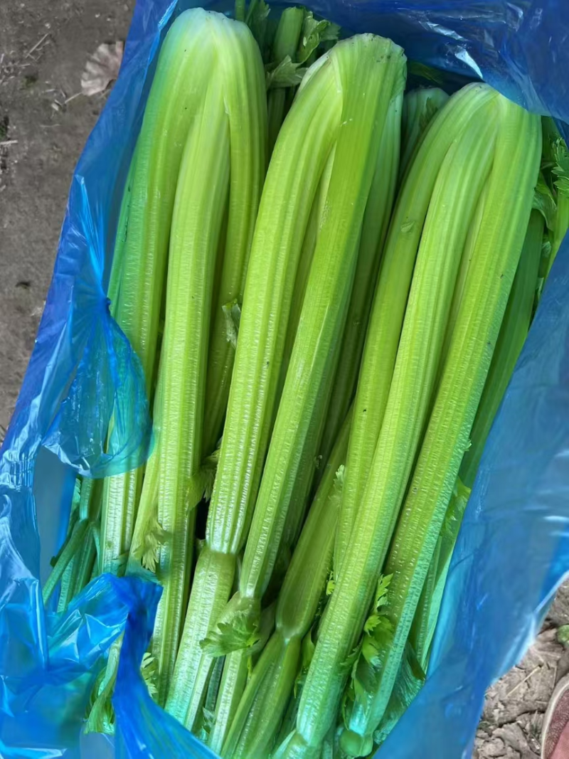 【推荐】西芹精品芹菜产地直供货源充足视频看货选货