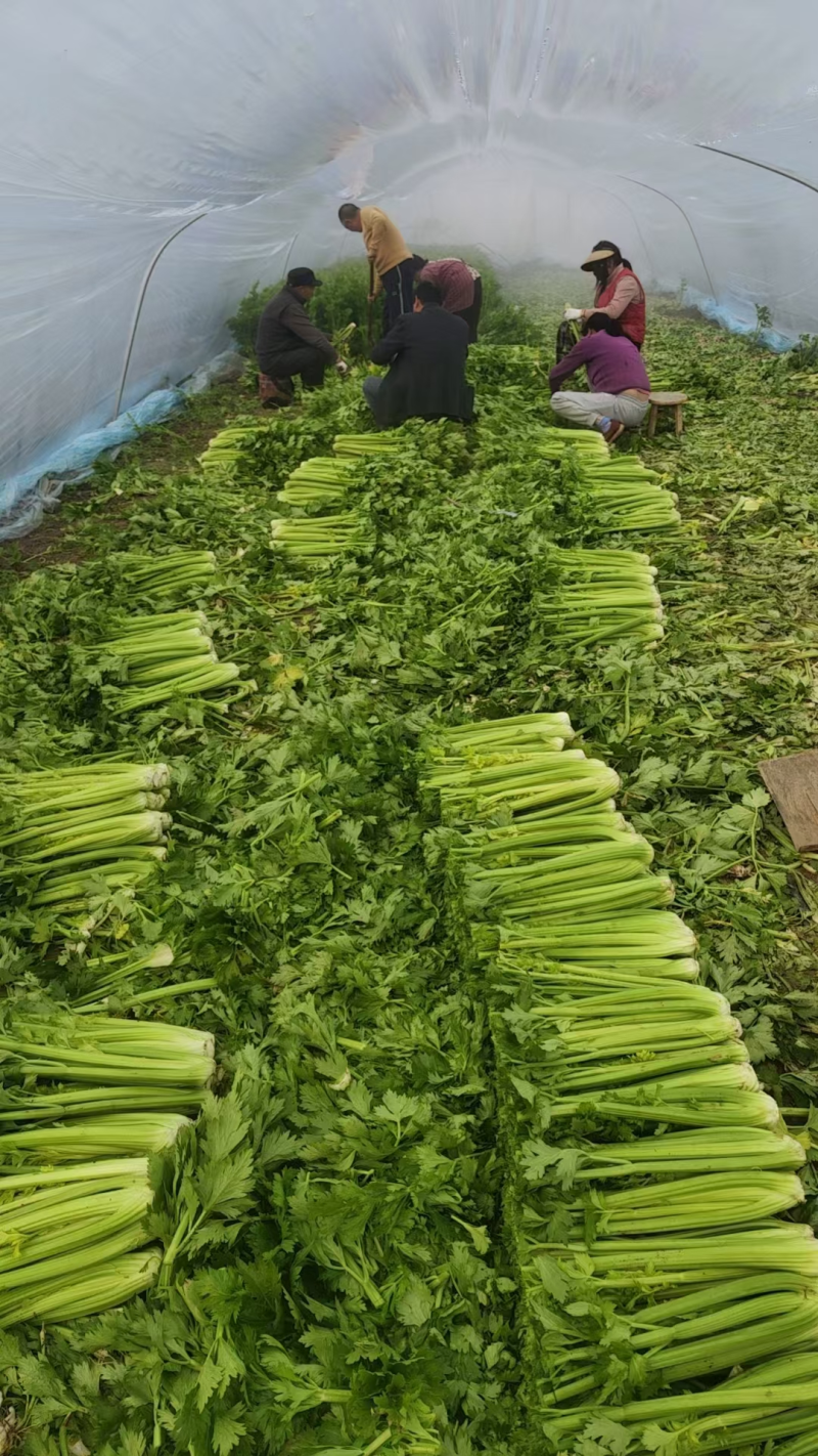 【推荐】西芹精品芹菜产地直供货源充足视频看货选货