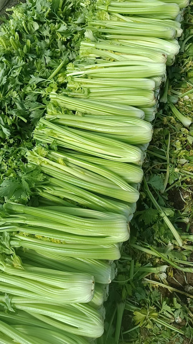 【推荐】西芹精品芹菜产地直供货源充足视频看货选货