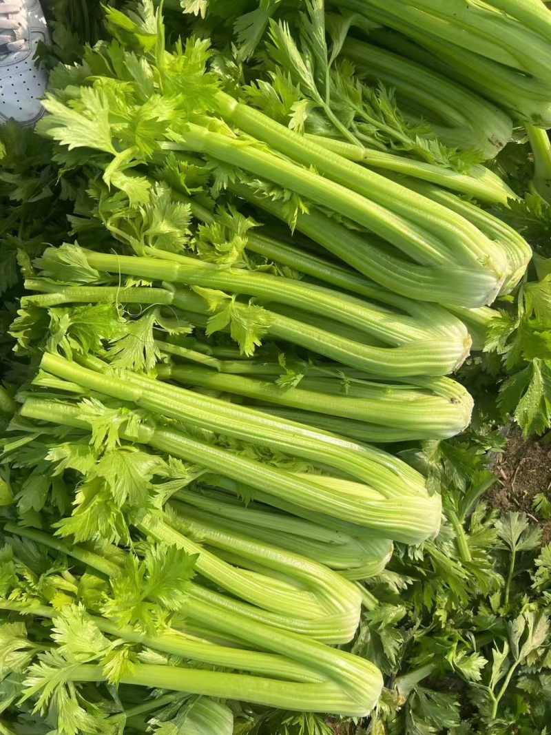 【推荐】西芹精品芹菜产地直供货源充足视频看货选货