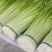 蒜薹四川汉源白帽蒜苔大量上市产地直发一手货源