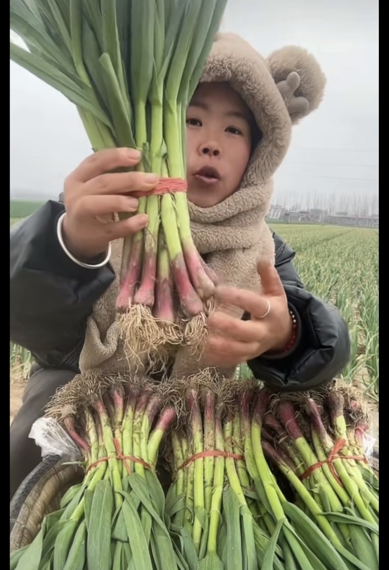 新鲜蒜苗，源头直发
