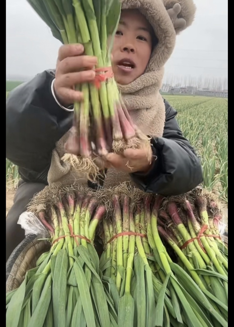 新鲜蒜苗，源头直发