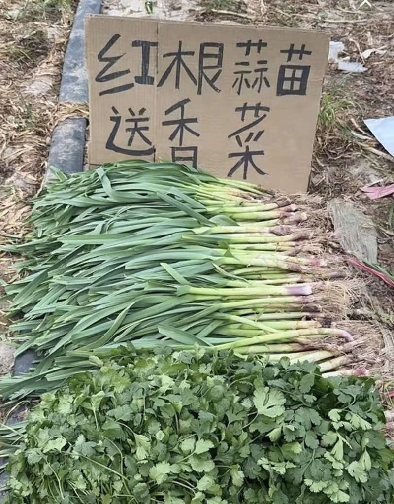 新鲜蒜苗，源头直发
