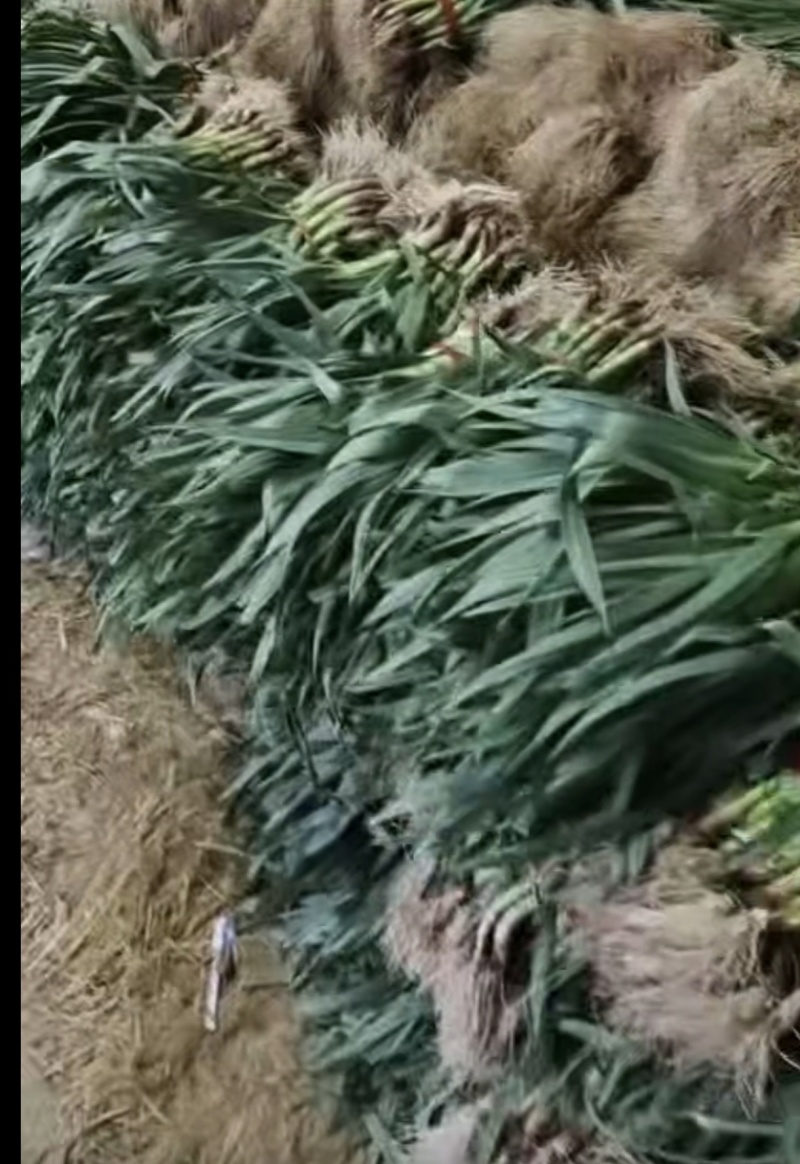 新鲜蒜苗，源头直发