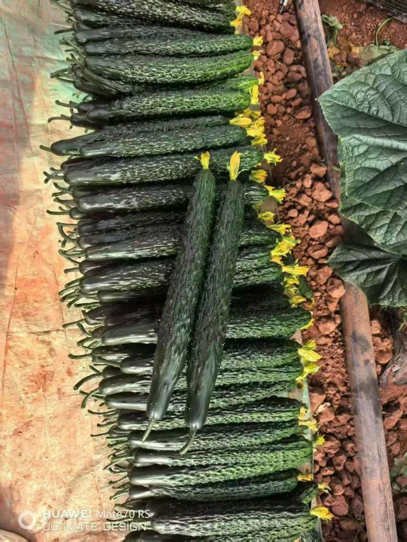 莘县黄瓜密刺黄瓜早春鲜花带刺黄瓜承接商超市场代发