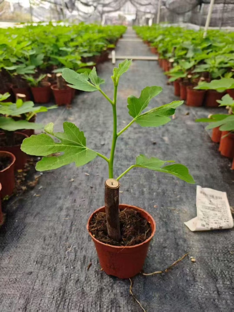 无花果树苗
