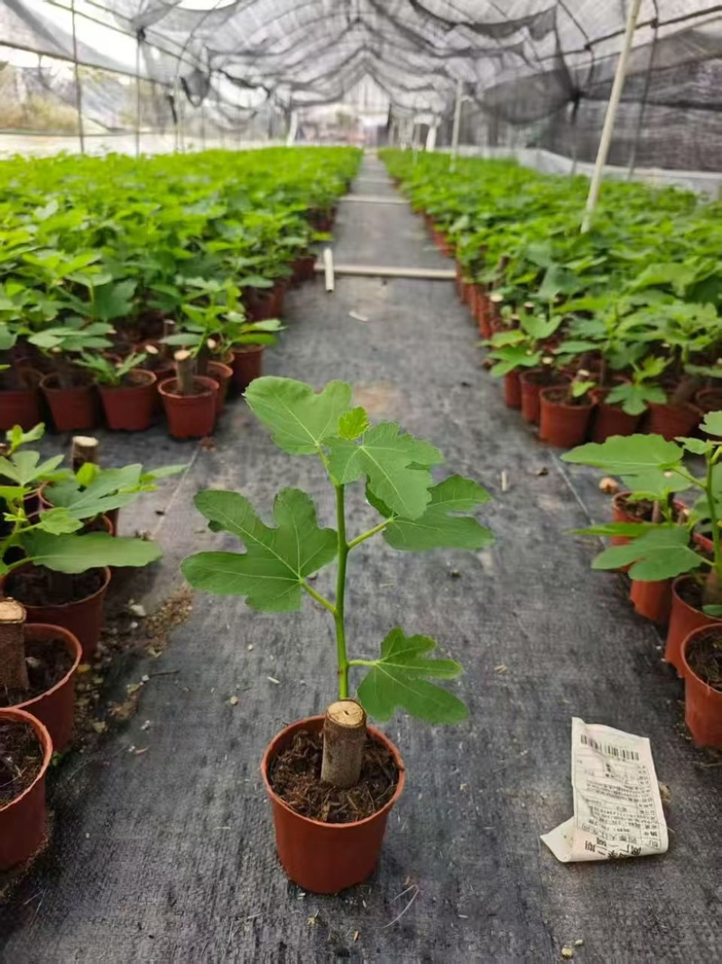无花果树苗