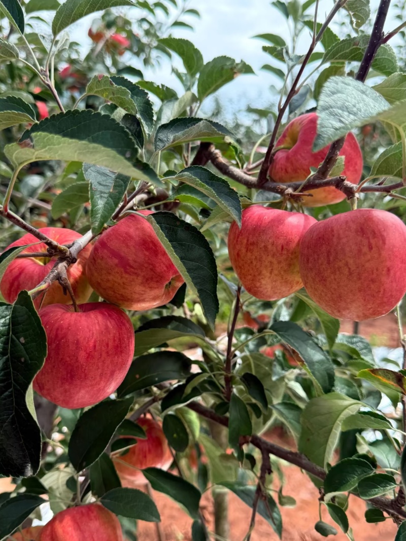 云南红露苹果
