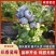 花香蓝莓产地直供欢迎各大采购商前来对接量大从优