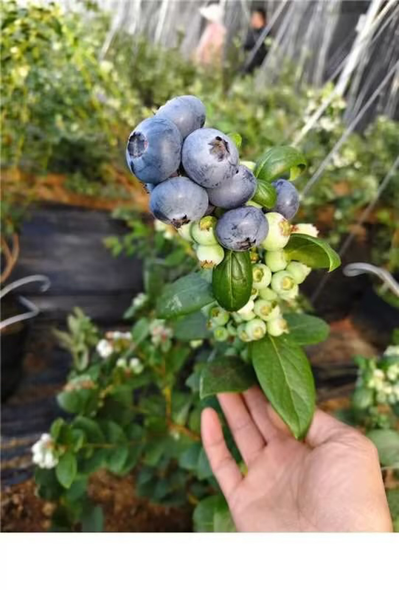 花香蓝莓产地直供欢迎各大采购商前来对接量大从优