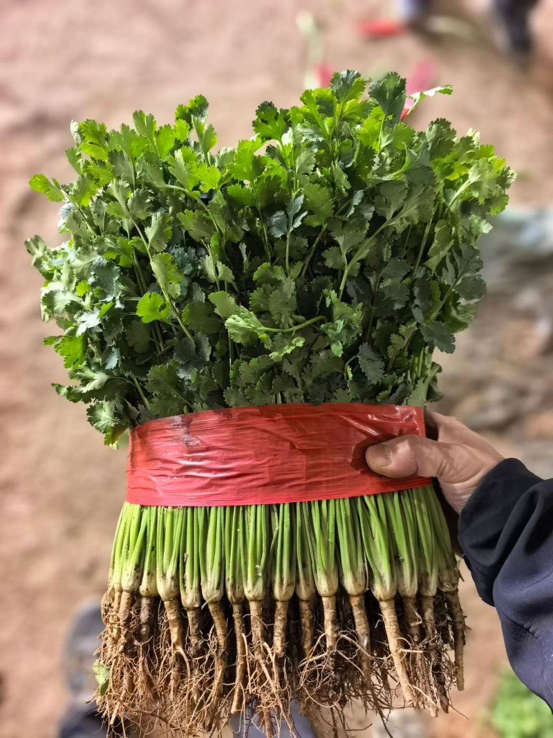 香菜莘县春季大棚铁杆青香菜承接商超市场代发电商供货