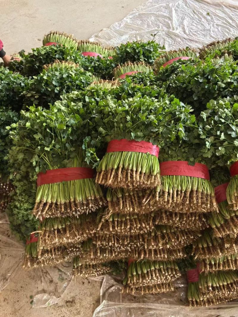 香菜莘县春季大棚铁杆青香菜承接商超市场代发电商供货