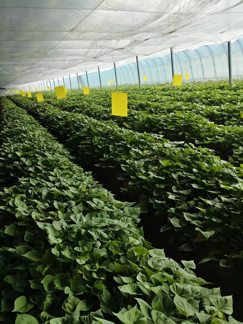 【推荐】精品哈密红红薯苗货源充足量大从优欢迎咨询