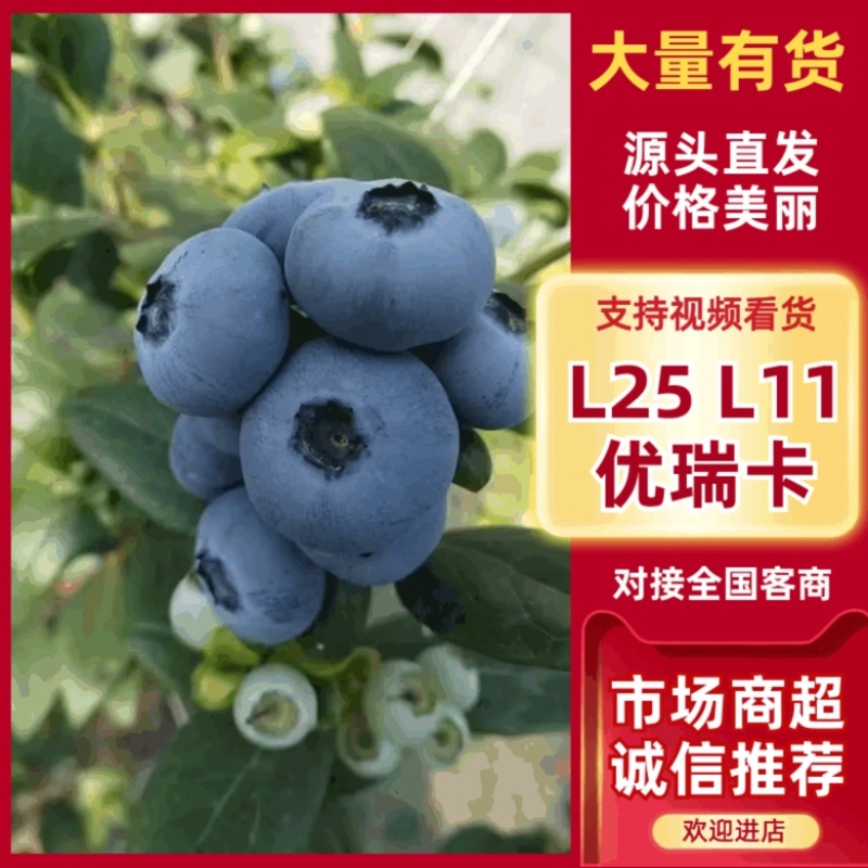 花香蓝莓L25F6L11优瑞卡纯甜无酸全国供货