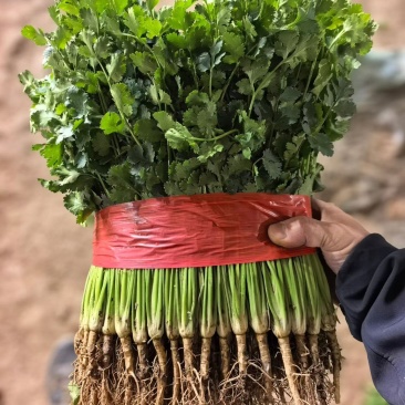 香菜莘县春季大棚铁杆青香菜承接商超市场代发电商供货