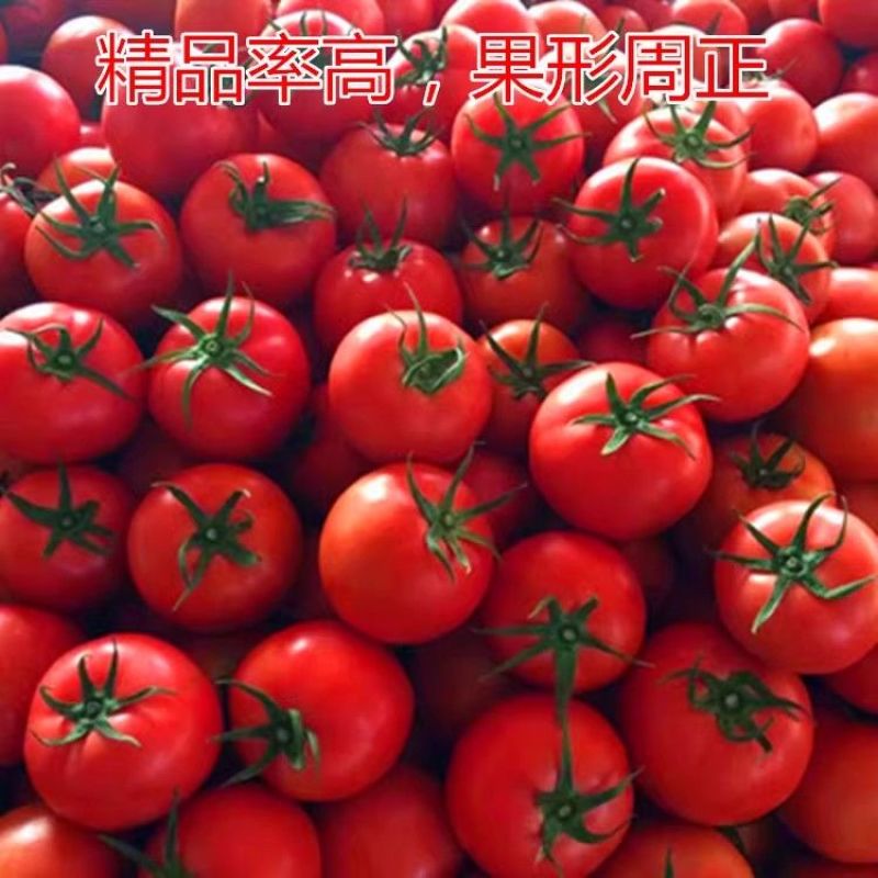 普罗旺斯西红柿大量上市全国发货，欢迎进店沟通