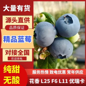 花香蓝莓纯甜无酸全国供货欢迎采购保质保量