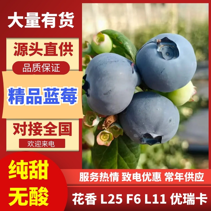 花香蓝莓纯甜无酸全国供货欢迎采购保质保量
