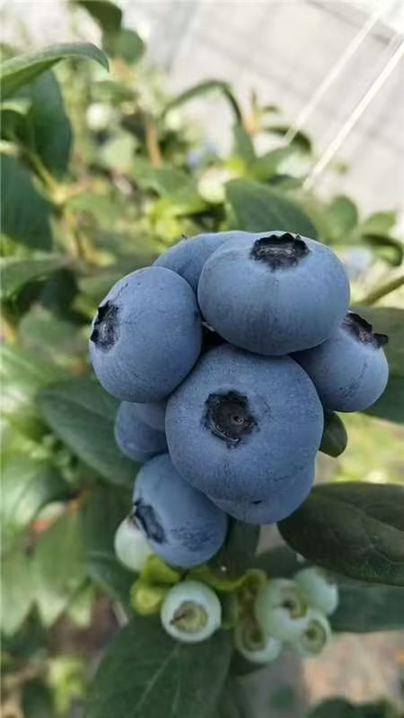 瑞卡蓝莓产地直供对接全国常年供应精品蓝莓