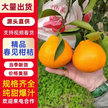 四川耙耙柑大量上市,统果,高次果,小果各种规格供应