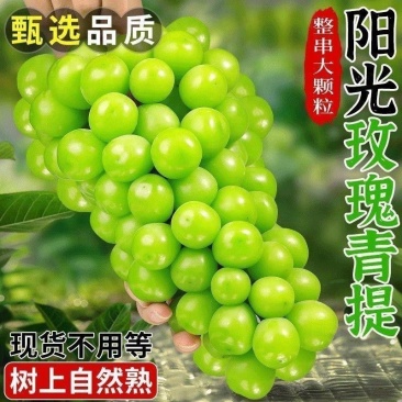 阳光玫瑰安徽产区直发保质保量供货对接全国