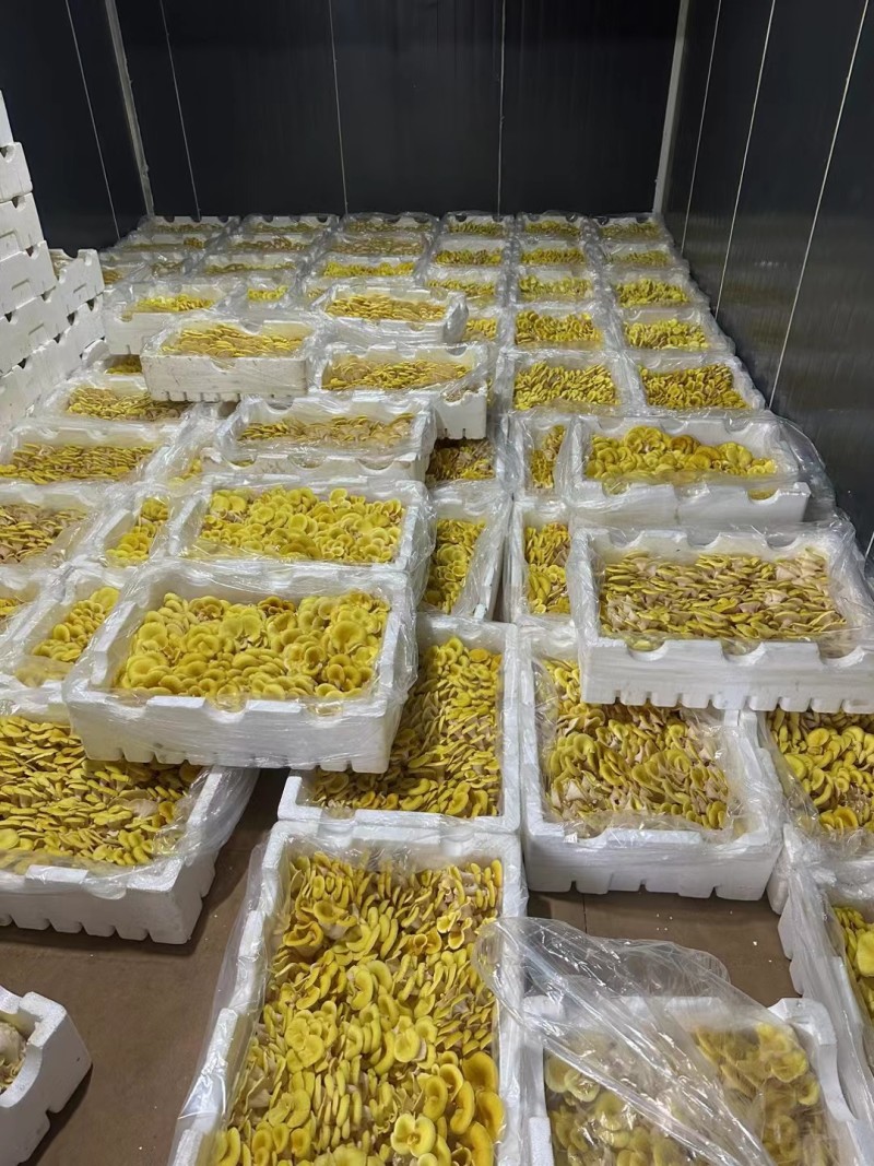 云南高山食用菌基地榆黄菇常年有货大量供应可视频