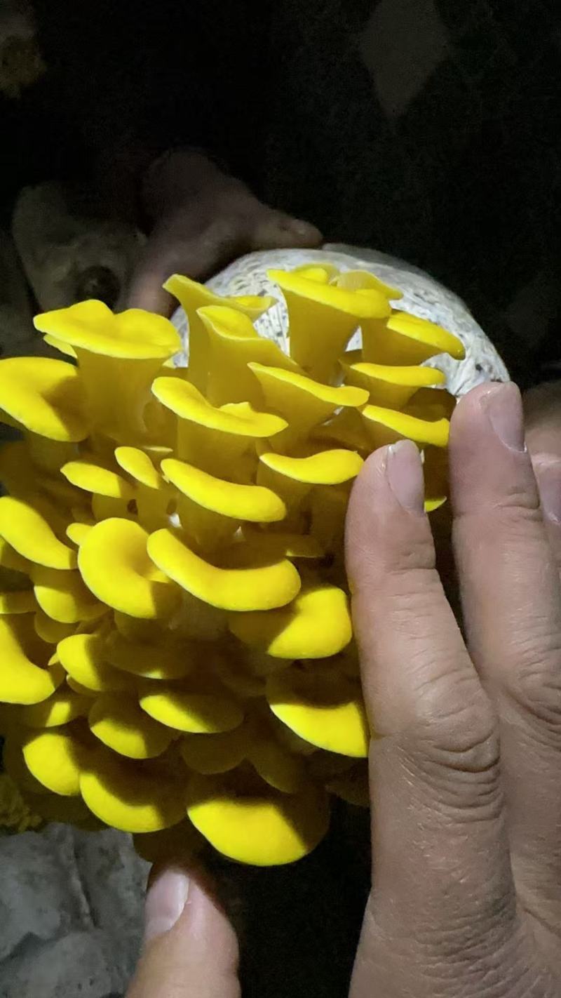 云南高山食用菌基地榆黄菇常年有货大量供应可视频