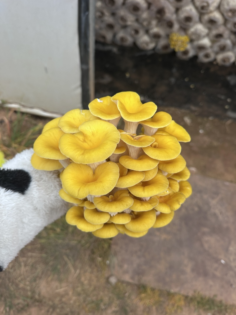 云南高山食用菌基地榆黄菇常年有货大量供应可视频
