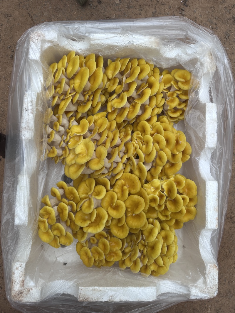 云南高山食用菌基地榆黄菇常年有货大量供应可视频
