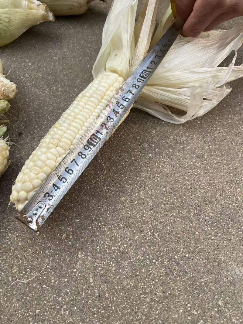 黏玉米糯玉米336棒子大的多，可以挑选大概有50吨左右