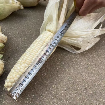 黏玉米糯玉米336棒子大的多，可以挑选大概有50吨左右