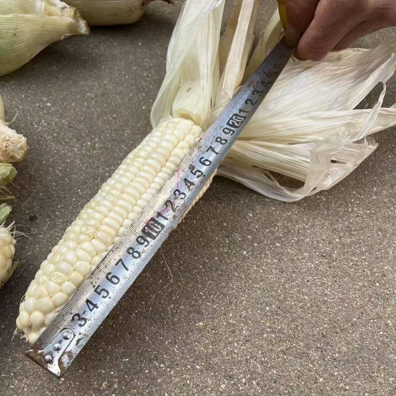 黏玉米糯玉米336棒子大的多，可以挑选大概有50吨左右