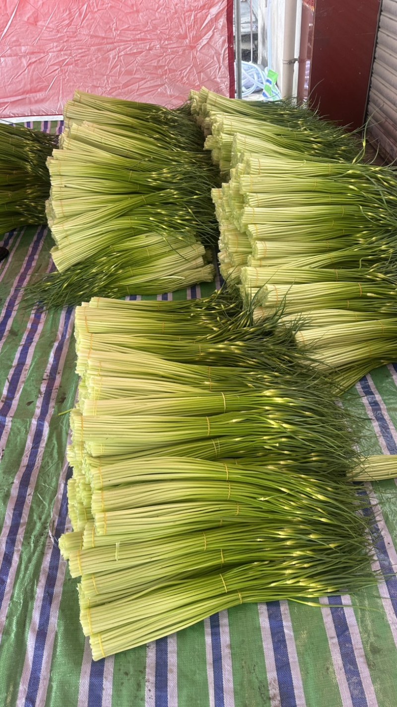 四川安州白帽蒜苔，蒜苔，大量上市。