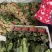 菠菜山东大叶菠菜早春菠菜一手货源代发全国