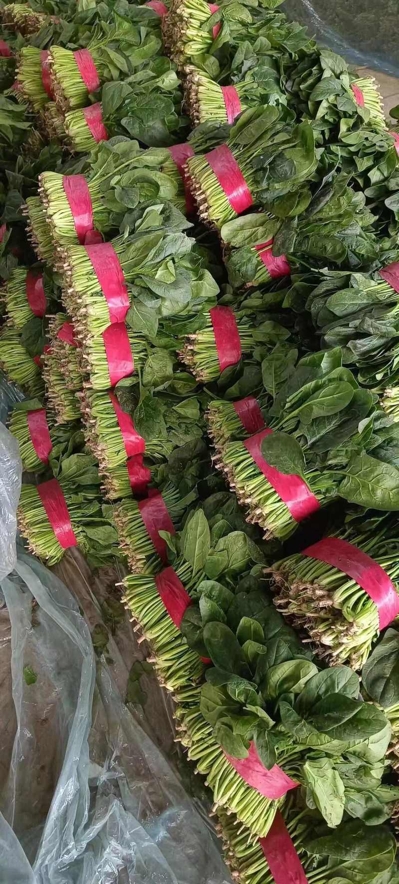 菠菜山东大叶菠菜早春菠菜一手货源代发全国