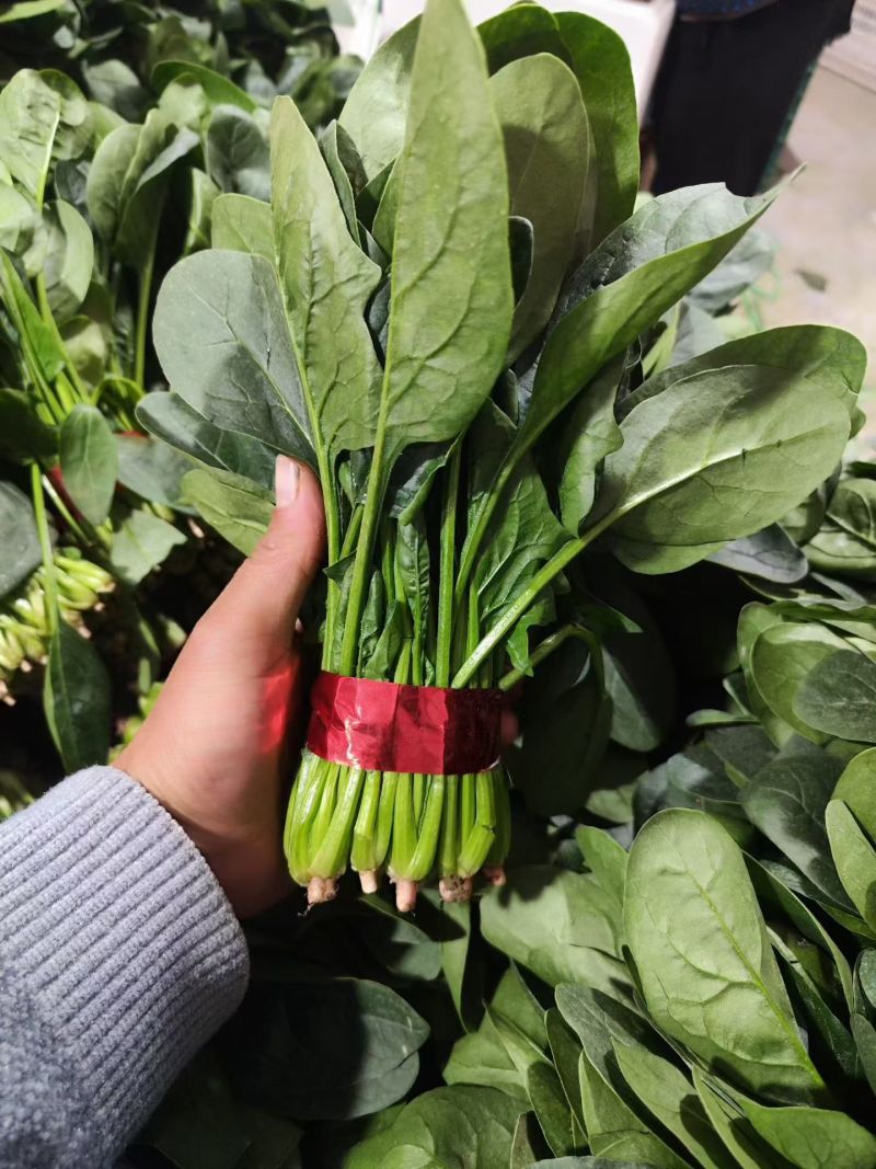 菠菜山东大叶菠菜早春菠菜一手货源代发全国
