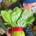 菠菜山东大叶菠菜早春菠菜一手货源代发全国